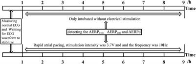 Effects of cGMP/Akt/GSK-3β signaling pathway on atrial natriuretic peptide secretion in rabbits with rapid atrial pacing